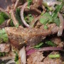 料理レッスン写真 - 人気のカオニャオ(タイもち米)の蒸し方から学びましょう